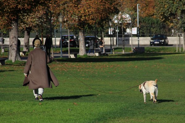 Taxi animalier de qualité paris : transport sécurisé pour vos animaux