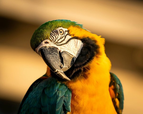 Quelles sont les dernières avancées en matière de protection des espèces en danger ?